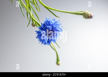 Kunstvoll hängende Kornblume von oben, eine offene blaue Blüte und ein geschlossener Blütenkopf auf hellgrauem Hintergrund Stockfoto