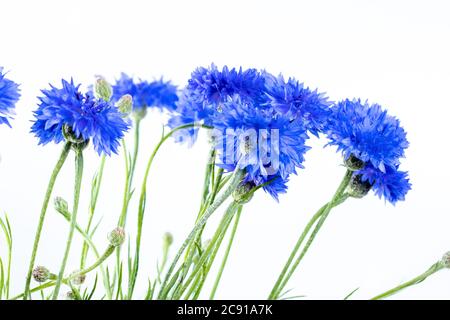 Centaurea cyanus, allgemein bekannt als Kornblume oder Junggesellenknopf, ist eine jährliche blühende Pflanze in der Familie Asteracearoyal blau Kornblumen Stockfoto