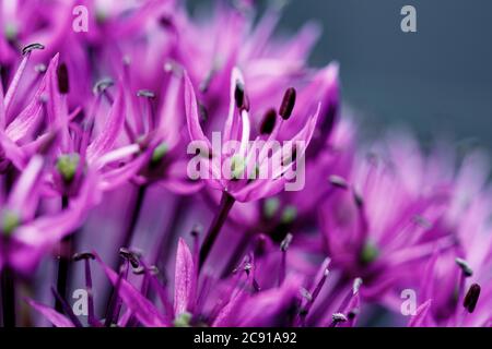 Nahaufnahme von Allium giganteum, allgemein als Riesenzwiebel, ist eine asiatische Zwiebelart. Diese Blume ist eine typische violette Sommerblüte Stockfoto