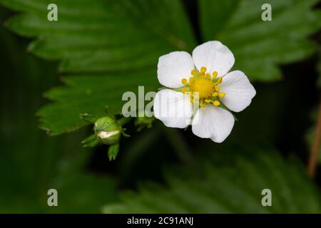 Wild Strawberry oder Woodland Strawberry, Fragaria vesca, Monmouthshire, April. Familie Rosaceae. Stockfoto