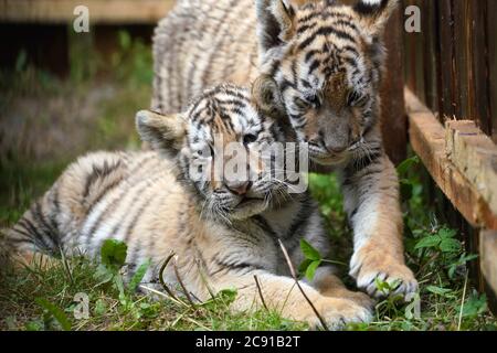 Hailin, Chinas Provinz Heilongjiang. Juli 2020. Zwei neugeborene sibirische Tiger-Jungen tummeln sich im Hengdaohezi Sibirischen Tiger Park in Hailin, nordöstlich der Provinz Heilongjiang, 28. Juli 2020. Die zwei Monate alten neugeborenen sibirischen Tiger-Jungen des Parks bieten spezielle Aktivitätenplätze, um im Freien zu toben. Quelle: Wang Jianwei/Xinhua/Alamy Live News Stockfoto