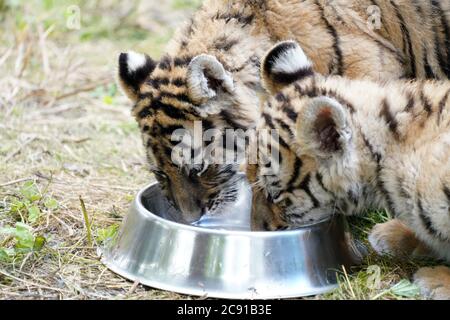 Hailin, Chinas Provinz Heilongjiang. Juli 2020. Zwei neugeborene sibirische Tigerjungen trinken Wasser im Hengdaohezi Siberian Tiger Park in Hailin, nordöstlich der Provinz Heilongjiang, 28. Juli 2020. Die zwei Monate alten neugeborenen sibirischen Tiger-Jungen des Parks bieten spezielle Aktivitätenplätze, um im Freien zu toben. Quelle: Wang Jianwei/Xinhua/Alamy Live News Stockfoto