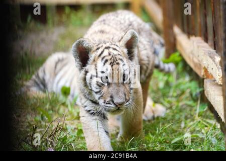 Hailin, Chinas Provinz Heilongjiang. Juli 2020. Ein neugeborenes sibirisches Tigerjunges wird im Hengdaohezi Sibirischen Tiger Park in Hailin, nordöstlich von Heilongjiang, Provinz, am 28. Juli 2020 gesehen. Die zwei Monate alten neugeborenen sibirischen Tiger-Jungen des Parks bieten spezielle Aktivitätenplätze, um im Freien zu toben. Quelle: Wang Jianwei/Xinhua/Alamy Live News Stockfoto