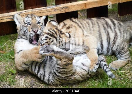 Hailin, Chinas Provinz Heilongjiang. Juli 2020. Zwei neugeborene sibirische Tiger-Jungen tummeln sich im Hengdaohezi Sibirischen Tiger Park in Hailin, nordöstlich der Provinz Heilongjiang, 28. Juli 2020. Die zwei Monate alten neugeborenen sibirischen Tiger-Jungen des Parks bieten spezielle Aktivitätenplätze, um im Freien zu toben. Quelle: Wang Jianwei/Xinhua/Alamy Live News Stockfoto