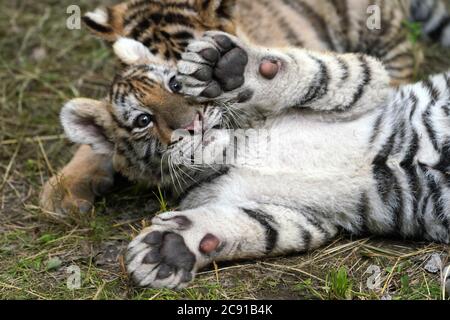 Hailin, Chinas Provinz Heilongjiang. Juli 2020. Zwei neugeborene sibirische Tiger-Jungen tummeln sich im Hengdaohezi Sibirischen Tiger Park in Hailin, nordöstlich der Provinz Heilongjiang, 28. Juli 2020. Die zwei Monate alten neugeborenen sibirischen Tiger-Jungen des Parks bieten spezielle Aktivitätenplätze, um im Freien zu toben. Quelle: Wang Jianwei/Xinhua/Alamy Live News Stockfoto