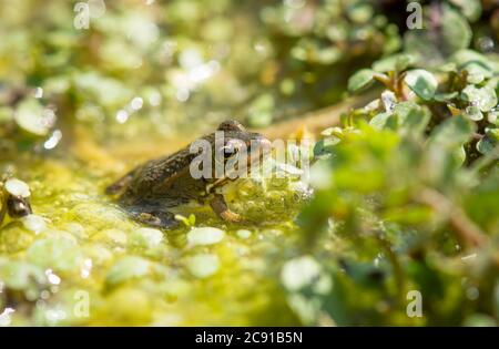 Iberischer Wasserfrosch, Pelophylax perezi im grünen Wasser, Andalusien, Spanien Stockfoto