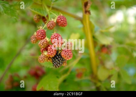 Verschwommene Brombeeren auf dem Hintergrund des Gartens. Beeren sind grün und schwarz. Sommer- und Erntekonzept, selektiver Fokus. Stockfoto