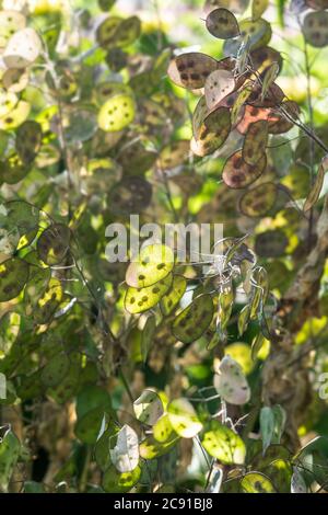 Jährliche Ehrlichkeit oder Lunaria annua oder Silber-Dollar-Anlage mit enger Tiefenschärfe Stockfoto