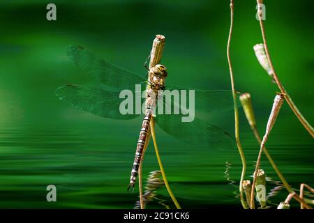 Braune Hawker Libelle Stockfoto