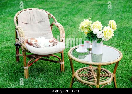 Entspannende weiße Ingwer Katze spielt auf Stuhl im Garten draußen an heißen Sommertagen. Gartenlandschaft mit Stuhltisch in der Natur. Rest im Park Café Stockfoto