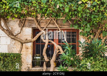 Haus außen mit geschlossenen Fenster von überwuchert kriechenden Efeu bedeckt. Steinhaus Fassade von Kletteranlage in Saint Paul de Vence, Provence bedeckt Stockfoto