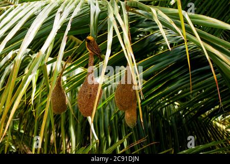 Eine Nahaufnahme des Webervogels isoliert auf Nest in der Palme Stockfoto