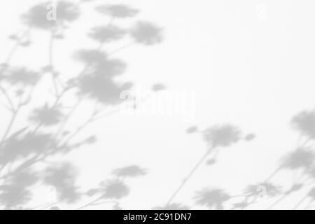 Overlay-Effekt für Foto. Verschwommene graue Schatten von Löwenzahn-Blüten und zartem Gras an einer weißen Wand. Abstrakte neutrale Natur Konzept Hintergrund. Sp Stockfoto