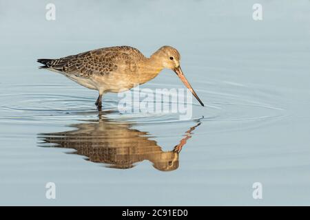 Schwarzschwanz-Godwit (Limosa limosa) Fütterung in flachem Wasser Stockfoto