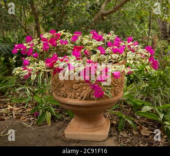 Bambino Bougainvillea, Dürre tolerante Pflanze mit bunten Blättern & lebendige rosa / rote Blumen wachsen in dekorativen Terrakotta-Container im Garten Stockfoto