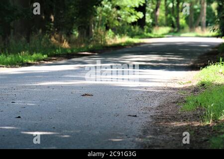 Betonweg mit Bäumen an der Seite der Straße und Schatten Stockfoto