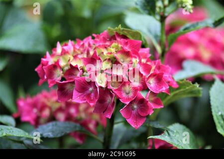 Rosa Hortensien blühen nass vom Regen Stockfoto