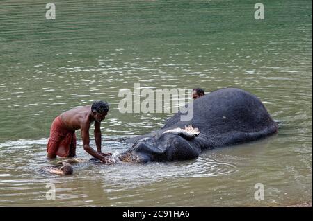 Asiatisch Elefant bekommen ein Bad aus seine mahout (Trainer) Stockfoto