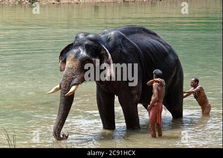 Asiatisch Elefant bekommen ein Bad aus seine mahout (Trainer) Stockfoto