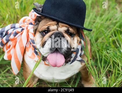 Red English Bulldog trägt einen Hut und Schal für einen Spaziergang im Gras sitzen Stockfoto