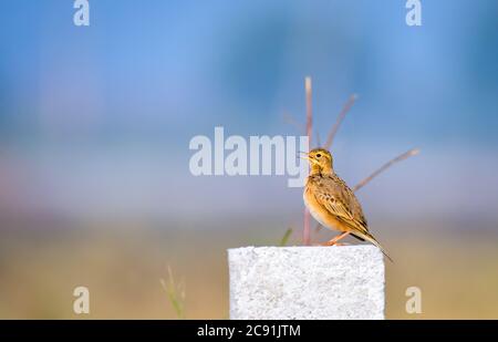 Der Paddelfeldpipit oder Orientalischer Pfeifvogel ist ein kleiner Singvogel in der Familie der Pfeifvögel und Bachstelzen. Es ist ein Wohnsitz Züchter in offenen Gebüsch, Grünland. Stockfoto