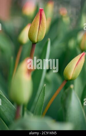 Ungeöffnete Knospen von roten Tulpen im Garten mit einem verschwommenen Hintergrund. Stockfoto