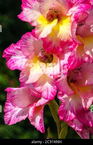 Gladiolus 'Priscilla' Blume, Gladioli Blume Stockfoto