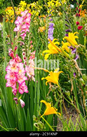 Gladiolus Priscilla Daylilies farbenfroher Garten Stockfoto