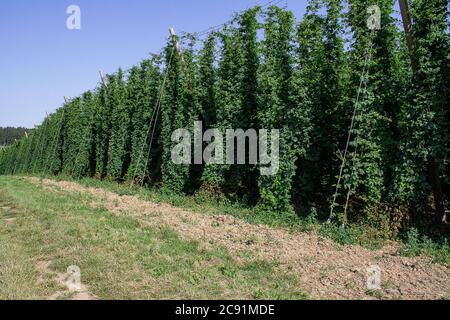 Hop Gartenlandschaft. Die Hopfenstauden sind bereits erwachsen. Die Hopfenzapfen sind noch nicht ausgereift. Hier können Sie viele Sorten Hopfen sehen. Stockfoto