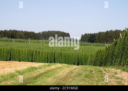 Hop Gartenlandschaft. Die Hopfenstauden sind bereits erwachsen. Die Hopfenzapfen sind noch nicht ausgereift. Hier können Sie viele Sorten Hopfen sehen. Stockfoto