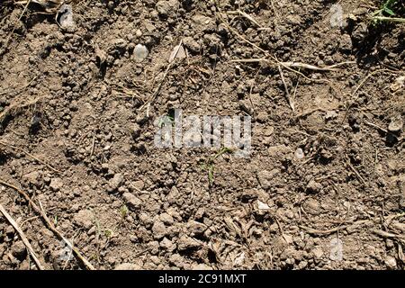 Textur von trockenem Ackerboden. Alles trocken. Stockfoto