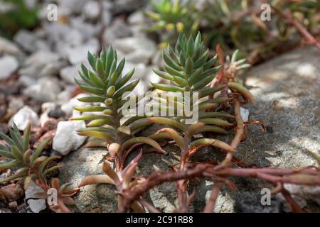 Sedum sediforme oder blasser Steinkropf Stockfoto