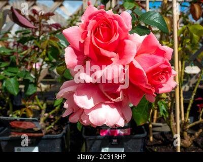 Nahaufnahme der Floribunda Buschrose Blüte in einem Gartencenter zur besten neuen Rose gewählt Stockfoto