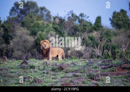 Majestätischer Primmännlicher Löwe, panthera leo, steht auf einem Hügel und schaut sich in der Masai Mara, Kenia um. Landschaft bei Dämmerung. Stockfoto