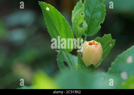 Bild von doppelter gelber Hibiskusknospe mit insektengefressenen Blättern auf verschwommenem Hintergrund. Stockfoto