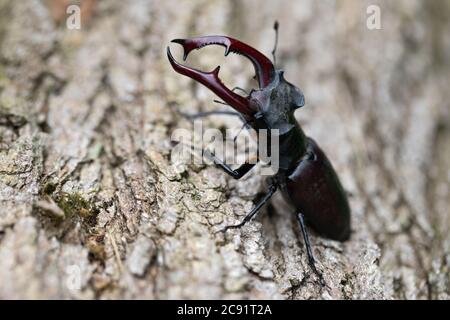 Nahaufnahme eines schönen männlichen Hirschkäfer Stockfoto