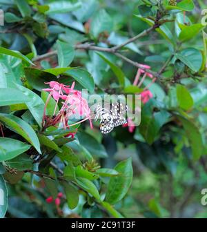 Braune und weiße Schmetterlinge sammeln Nektar aus rosa Ixora Blume, Kerala, Indien. Stockfoto