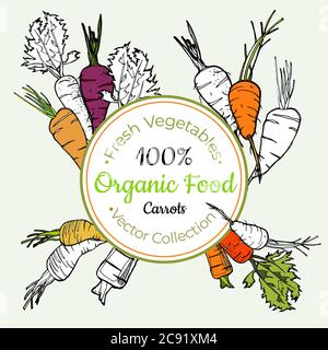 Karotte Gemüse Lebensmittel vintage Vektor Aufkleber Poster Label Vorlage. Hipster Fresh Food Linie handgezeichnete Illustration Stock Vektor