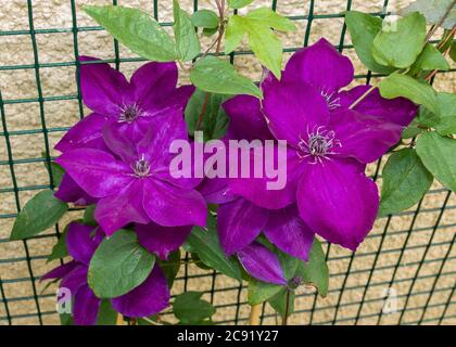 Clematis „Amethyst Beauty“ Stockfoto