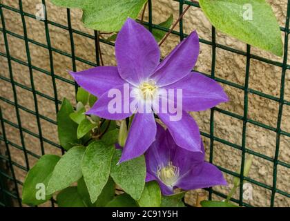 Clematis ‘DFreude der „Diana“ Stockfoto