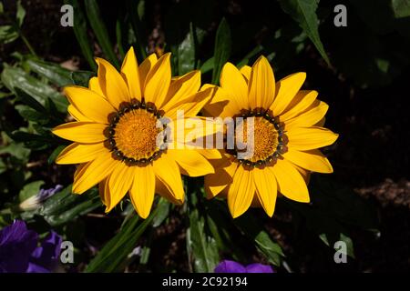 Zwei große gelbe Gazania Blumen, beliebte gelbe Gartenblumen für draußen Stockfoto