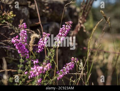 Selektive Fokusaufnahme von Fuchshandschuhen mit unscharfem Hintergrund Stockfoto