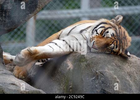 Hailin, Chinas Provinz Heilongjiang. Juli 2020. Ein sibirischer Tiger ruht im Hengdaohezi Sibirischen Tiger Park in Hailin, nordöstlich der Provinz Heilongjiang, 28. Juli 2020. Sibirische Tiger im Park haben ihre Aktivitäten verringert und haben verschiedene Möglichkeiten ergriffen, sich im Hochsommer abzukühlen. Quelle: Wang Jianwei/Xinhua/Alamy Live News Stockfoto