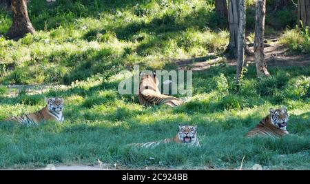 Hailin, Chinas Provinz Heilongjiang. Juli 2020. Sibirische Tiger ruhen im Hengdaohezi Sibirischer Tiger Park in Hailin, nordöstlich der Provinz Heilongjiang, 27. Juli 2020. Sibirische Tiger im Park haben ihre Aktivitäten verringert und haben verschiedene Möglichkeiten ergriffen, sich im Hochsommer abzukühlen. Quelle: Wang Jianwei/Xinhua/Alamy Live News Stockfoto