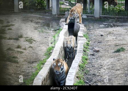 Hailin, Chinas Provinz Heilongjiang. Juli 2020. Sibirische Tiger kühlen sich im Hengdaohezi Siberian Tiger Park in Hailin, nordöstlich der Provinz Heilongjiang, ab, 27. Juli 2020. Sibirische Tiger im Park haben ihre Aktivitäten verringert und haben verschiedene Möglichkeiten ergriffen, sich im Hochsommer abzukühlen. Quelle: Wang Jianwei/Xinhua/Alamy Live News Stockfoto