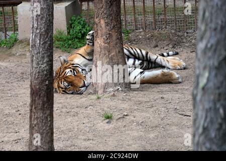 Hailin, Chinas Provinz Heilongjiang. Juli 2020. Ein sibirischer Tiger ruht im Hengdaohezi Sibirischen Tiger Park in Hailin, nordöstlich der Provinz Heilongjiang, 27. Juli 2020. Sibirische Tiger im Park haben ihre Aktivitäten verringert und haben verschiedene Möglichkeiten ergriffen, sich im Hochsommer abzukühlen. Quelle: Wang Jianwei/Xinhua/Alamy Live News Stockfoto