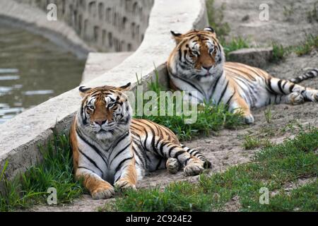 Hailin, Chinas Provinz Heilongjiang. Juli 2020. Sibirische Tiger ruhen im Hengdaohezi Sibirischer Tiger Park in Hailin, nordöstlich der Provinz Heilongjiang, 28. Juli 2020. Sibirische Tiger im Park haben ihre Aktivitäten verringert und haben verschiedene Möglichkeiten ergriffen, sich im Hochsommer abzukühlen. Quelle: Wang Jianwei/Xinhua/Alamy Live News Stockfoto