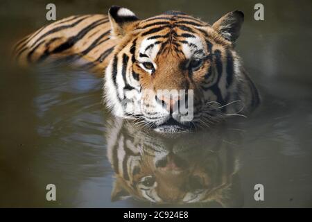 Hailin, Chinas Provinz Heilongjiang. Juli 2020. Ein sibirischer Tiger kühlt sich im Hengdaohezi Sibirischer Tiger Park in Hailin, nordöstlich der Heilongjiang Provinz, 28. Juli 2020 im Wasser ab. Sibirische Tiger im Park haben ihre Aktivitäten verringert und haben verschiedene Möglichkeiten ergriffen, sich im Hochsommer abzukühlen. Quelle: Wang Jianwei/Xinhua/Alamy Live News Stockfoto