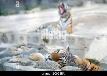 Hailin, Chinas Provinz Heilongjiang. Juli 2020. Sibirische Tiger ruhen im Hengdaohezi Sibirischer Tiger Park in Hailin, nordöstlich der Provinz Heilongjiang, 27. Juli 2020. Sibirische Tiger im Park haben ihre Aktivitäten verringert und haben verschiedene Möglichkeiten ergriffen, sich im Hochsommer abzukühlen. Quelle: Wang Jianwei/Xinhua/Alamy Live News Stockfoto