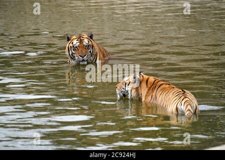 Hailin, Chinas Provinz Heilongjiang. Juli 2020. Sibirische Tiger genießen sich im Wasser im Hengdaohezi Siberian Tiger Park in Hailin, nordöstlich der Provinz Heilongjiang, 28. Juli 2020. Sibirische Tiger im Park haben ihre Aktivitäten verringert und haben verschiedene Möglichkeiten ergriffen, sich im Hochsommer abzukühlen. Quelle: Wang Jianwei/Xinhua/Alamy Live News Stockfoto